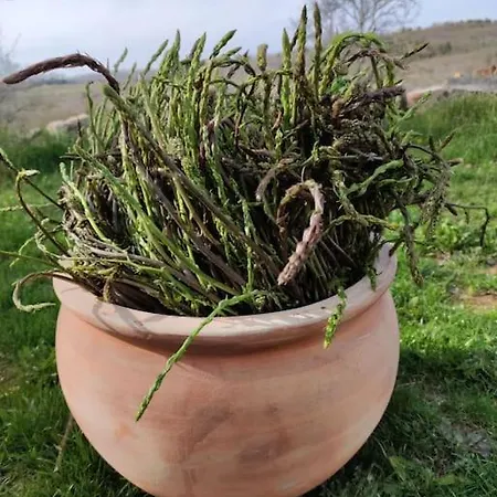 In The Istrian Village *