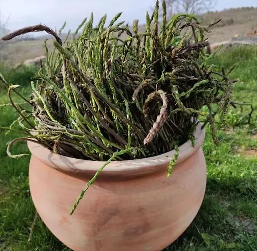 In The Istrian Village *